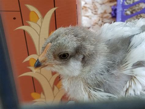 Jersey Giant And Easter Eggers Wondering About Gender Backyard Chickens Learn How To Raise