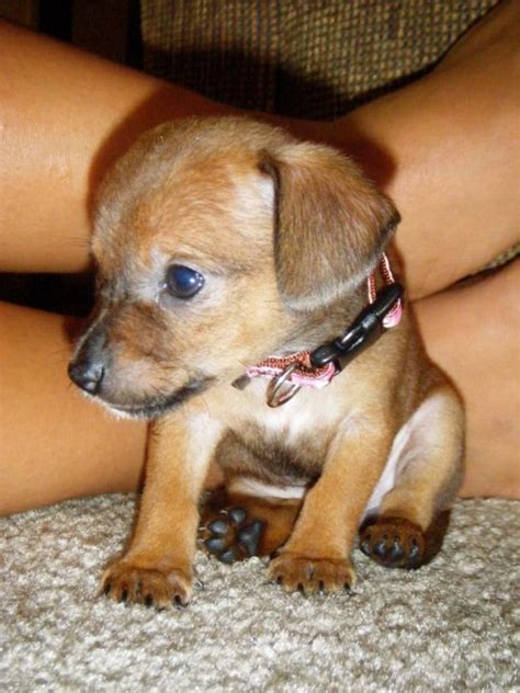 Dachshund Chihuahua Terrier Mix Puppy Pets Lovers