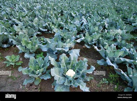 Fresh Cauliflower The Raw Vegetable Grows In Organic Soil In The Garden