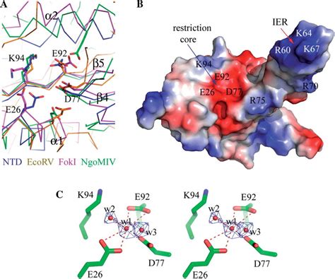 Catalytic Site Of The Ntd A The Ntd Is Superposed With Other