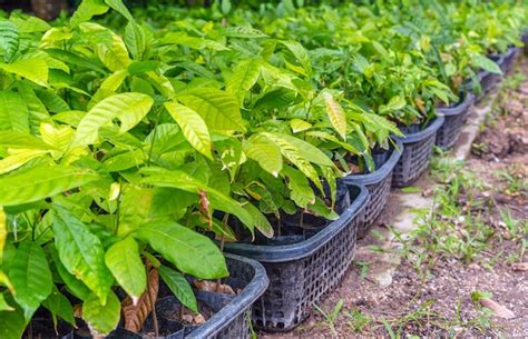 Pl Ntulas De Rboles De Cacao En El Vivero Para Prepararse Para La