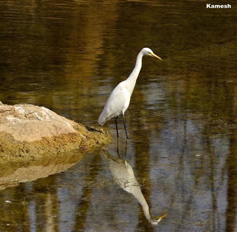 Waiting For Lunch Vemuri Kameswara Rao Flickr