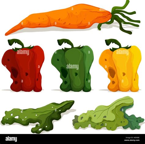 Diferentes Tipos De Vegetales Im Genes Vectoriales De Stock Alamy