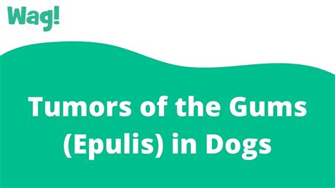 Tumors Of The Gums Epulis In Dogs Wag Youtube