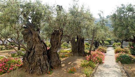 Olive Trees In The Garden Of Gethsemane Garden Of Gethsemane Mount Of