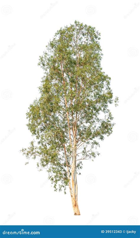 Eucalyptus Tree Isolated On White Background Stock Image Image Of