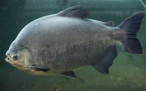 Pacu Fish Care Complete Guide For Beginners Aquariumnexus