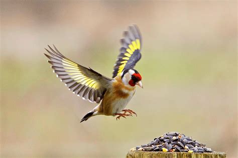 La méthode préconisée par les naturalistes pour attirer le chardonneret