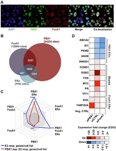 Pbx Marks Functional Er A Bindings A Confocal Immunofluorescence