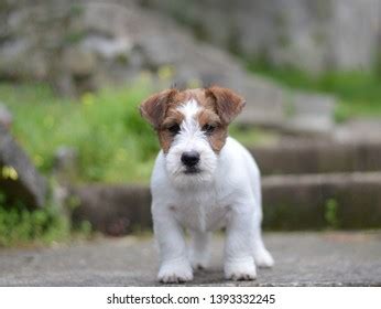 Jack Russell Terrier Puppies Playing Stock Photo 1393332245 | Shutterstock