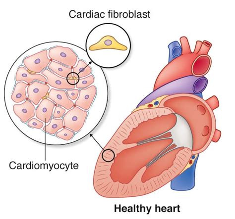 Allevi Author Gwu Bioprinting Heart Tissue Blog Allevi