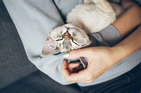 Kitty Chorus How Cats Purr And Make Other Sounds