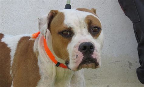 Adoption de Ysalis Indéfinie chien boxer région Centre Val de Loire