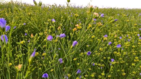 Flax crop could average 30 bushels an acre - AGCanada - AGCanada