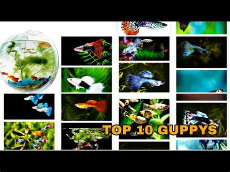 TOP 10GUPPYS IN THE WORLD Catfish Topten Toptenguppys Feeding