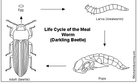 Life Cycle Mealworms