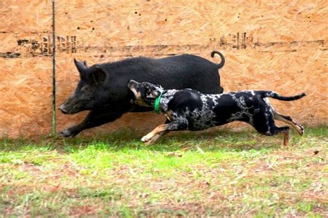 Miss Bonnie Blue Louisiana Catahoula Leopard Dog Catahoula Leopard