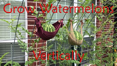 Grow Watermelon Vertically Youtube