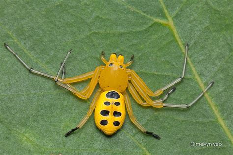 Eight Spotted Crab Spider by melvynyeo Eight Legged Freaks, Sea Spider ...