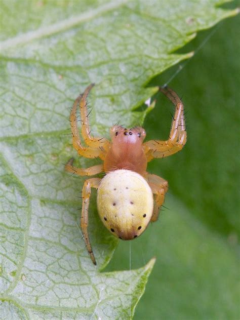 Araniella Displicata Six Spotted Orb Weaver In Bruce County Ontario