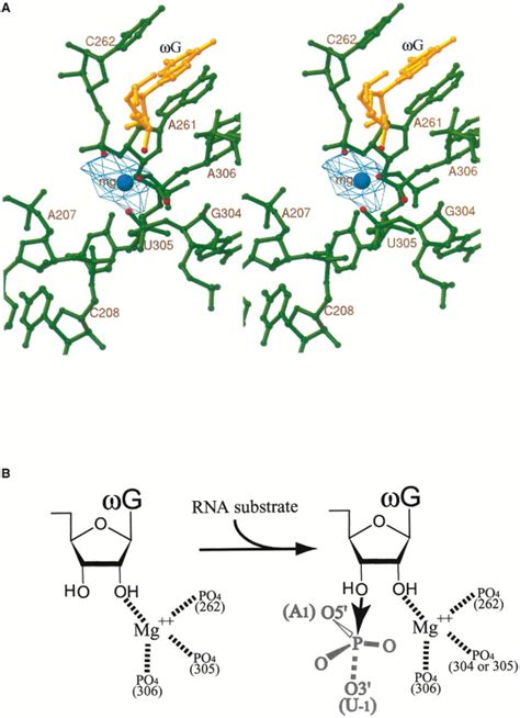 Structure Of The Tetrahymena Ribozyme Molecular Cell