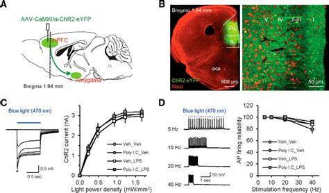 Maternal And Early Postnatal Immune Activation Produce Dissociable