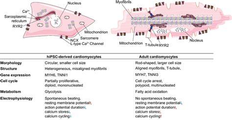 Comparison Of HiPSC CMs With Adult CMs In Terms Of Morphology