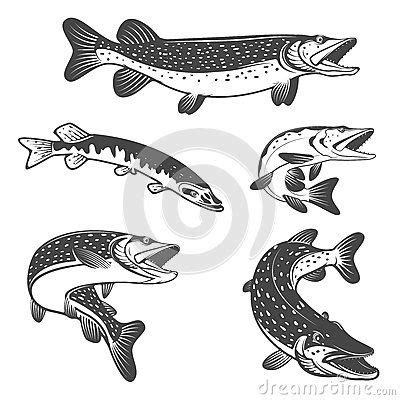 Pike Fish Icons Design Elements For Fishing Club Or Team Stock Vector