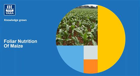 Foliar Nutrition Of Maize Yara Agronomy Advice Webinars Yara Ireland