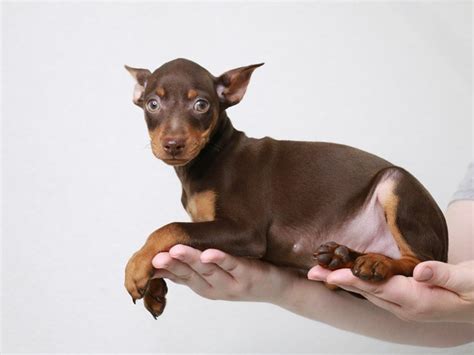 Miniature Pinscher-DOG-Male-Chocolate / Rust-3796940-My Next Puppy