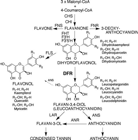 Tannins And Anthocyanins