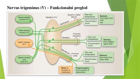 Nervus Trigeminus Anatomsko Funkcionalne Karakteristike Klinički P