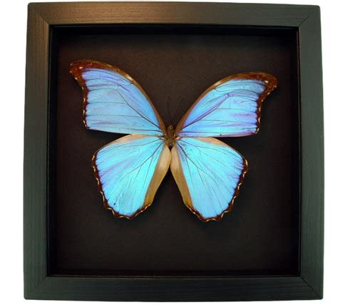 Morpho Godarti Framed Morpho Butterfly Real Framed Butterfly