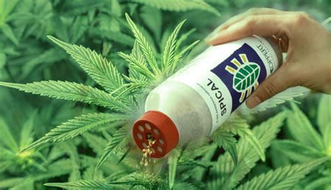 Lucha Biológica Para el Cuidado de Nuestro Cultivo LA MEJOR OPCIÓN