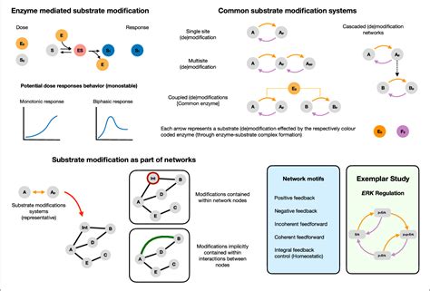 Figure 1 From A Unified Approach To Dissecting Biphasic Responses In