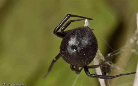 Latrodectus tredecimguttatus - Ecologia, Taxonomia, Morfologia ...