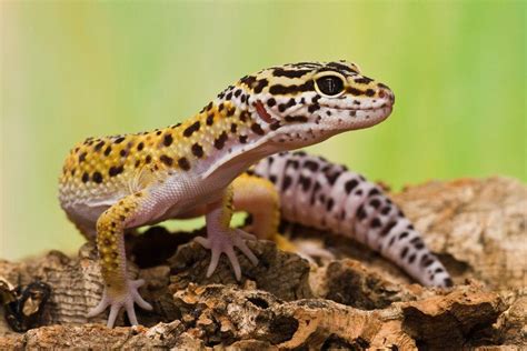 Leopard Gecko Wallpapers Wallpaper Cave