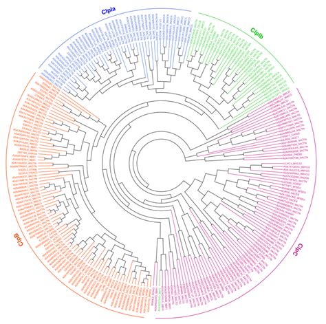 Phylogenetic Analysis Of ClpC Paralogs Distance Methods Were Used To