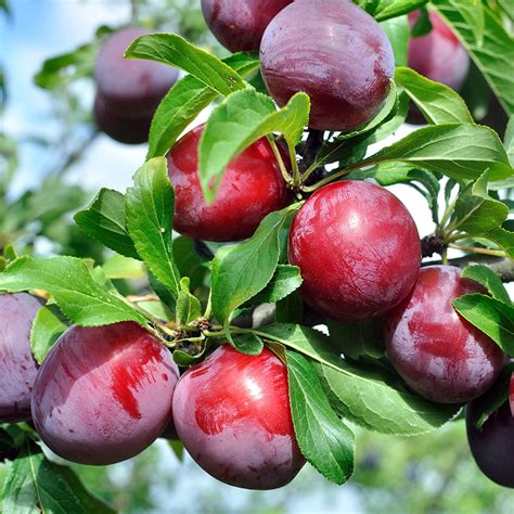 Plum Fruit Tree