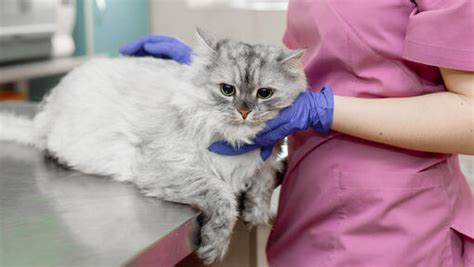 Cat Acne Symptoms Causes And How To Treat It Purina