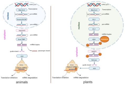 Ijms Free Full Text Cross Kingdom Regulation Of Plant Derived Mirnas In Modulating Insect