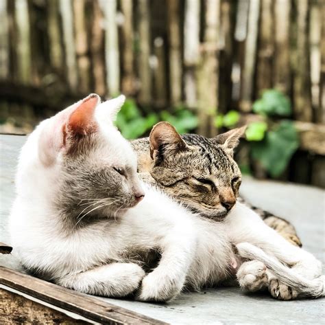 Найкращі фото (3 000+) за запитом «Коти» · Безкоштовне завантаження ...