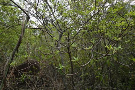 African Plants A Photo Guide Euphorbia Antso Denis