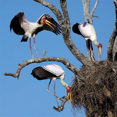 YELLOW BILLED STORKS - SOUTH AFRICA by Michael Sheridan | Stork, Africa, South africa