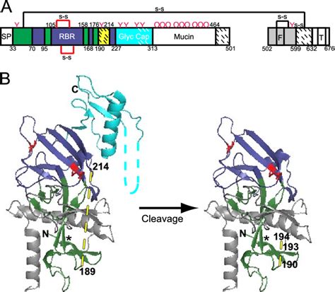 Model Of Primed 19 KDa ZEBOV GP 1 2 A Domain Architecture Of EBOV GP