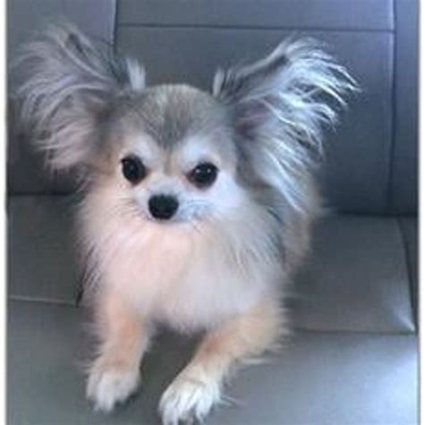 Show Stopping Long Haired Chihuahua How To Turn Your Pup Into A