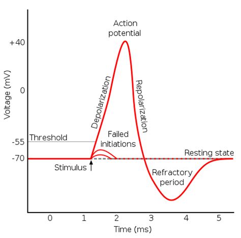 Action Potential Spike Description Refractory Period Physiology