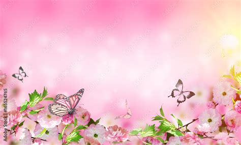 Flowers Background With Amazing Spring Sakura With Butterflies Flowers