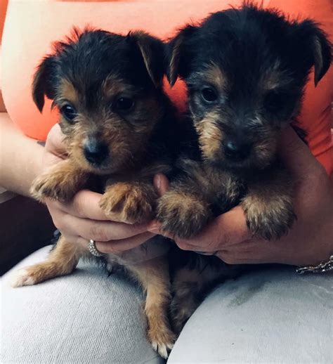 Yorkshire Terrier X Jack Russell Puppies In Wareham Dorset Gumtree