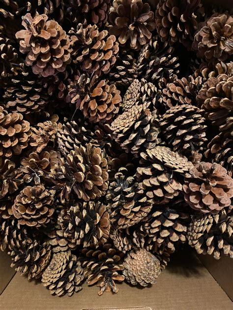 25 And 50 Pack Natural Pine Cones Round Various Sized Pine Etsy Uk